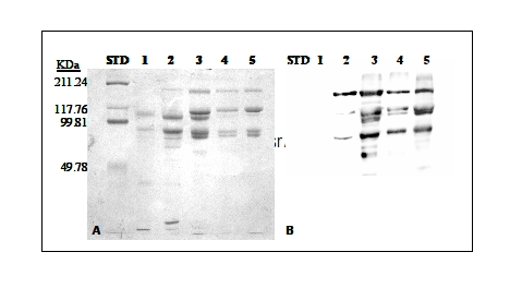 western blot using anti-VTG antibodies